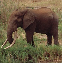 spirowiri_sm-1